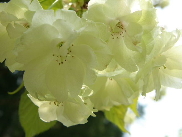 ギョイコウ桜