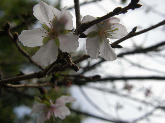 四季桜
