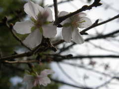 四季桜