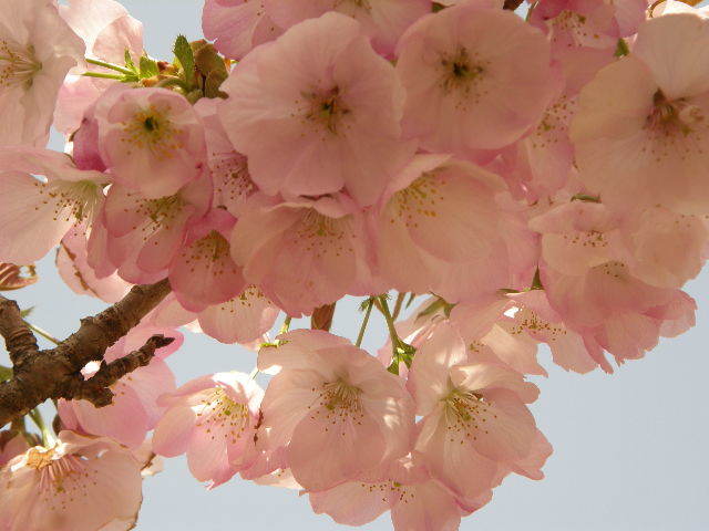 横輪桜