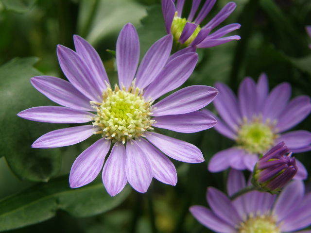 ミヤコワスレナグサの花