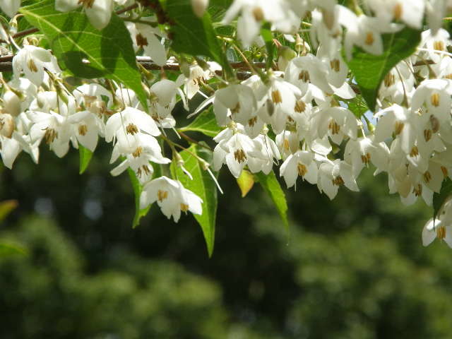 エゴの花