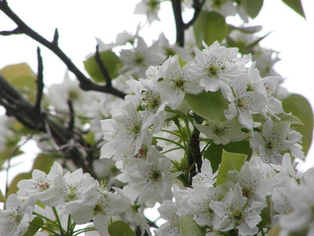 カタノ桜