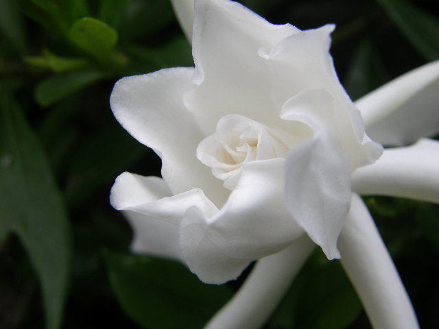 クチナシの花　雨に打たれる前で　真っ白