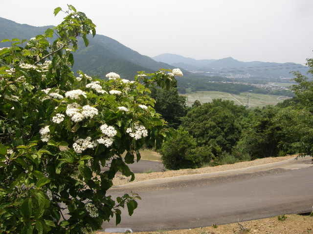 ガマズミを背景にて
