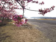 春一番 