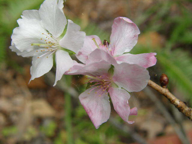 四季桜