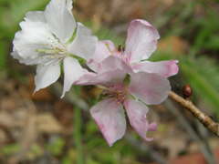 四季桜