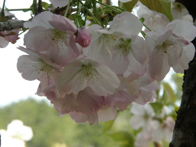 伊勢横輪桜