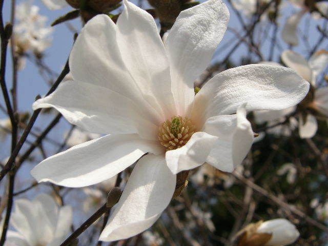 白　開花