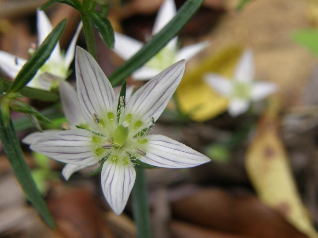 山野草