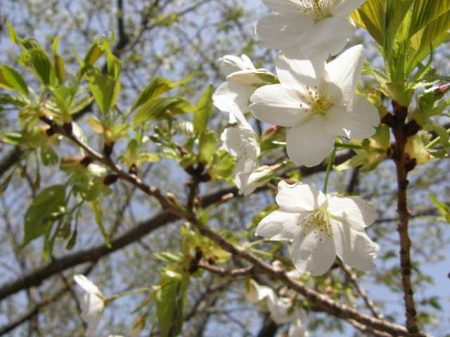 大島桜？