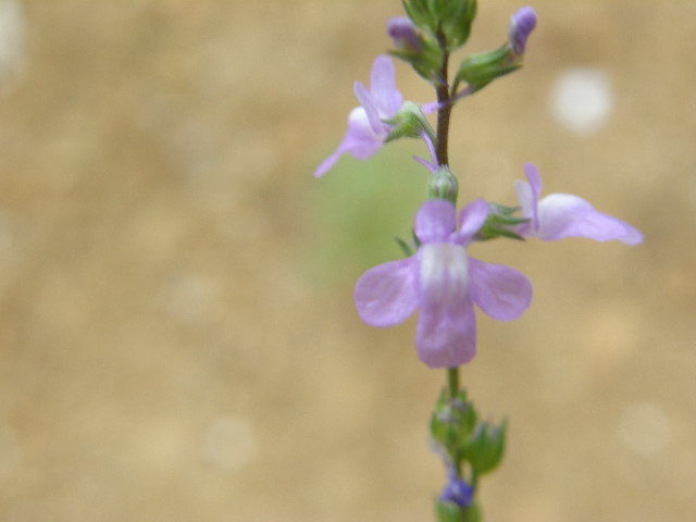ムラサキゴテン　3mm程の花の大きさです