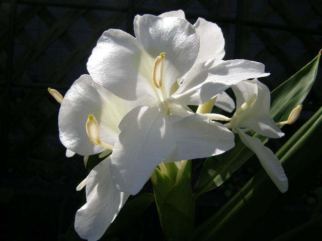 ミョウガの花　夏も終わり