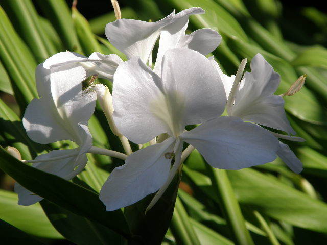 ミョウガの花