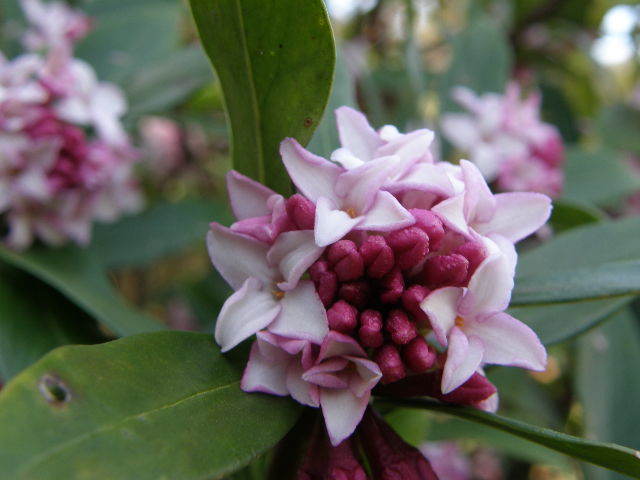 沈丁花