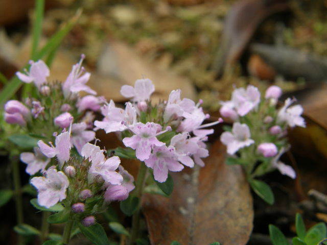山野草です