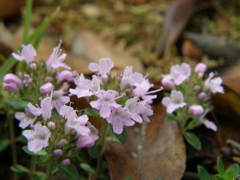 山野草です