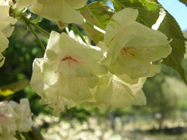 ギョイコウ桜