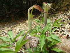 テンナンショウ