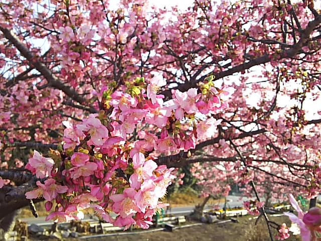 春一番だよねぇ