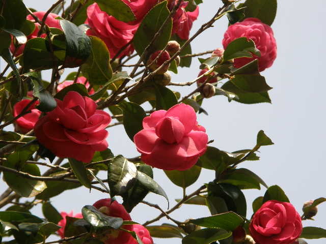 八重