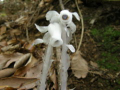 ギンリョウショウ　今は幻かな？