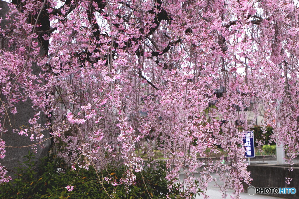 桜咲く