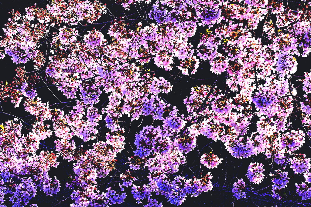 桜　早朝にて