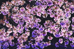 桜　早朝にて