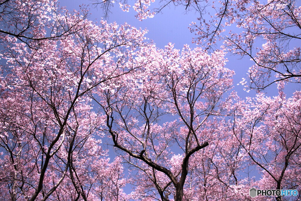 _春は桜