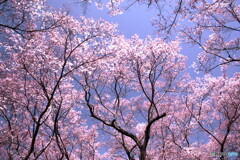 _春は桜