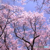 _春は桜