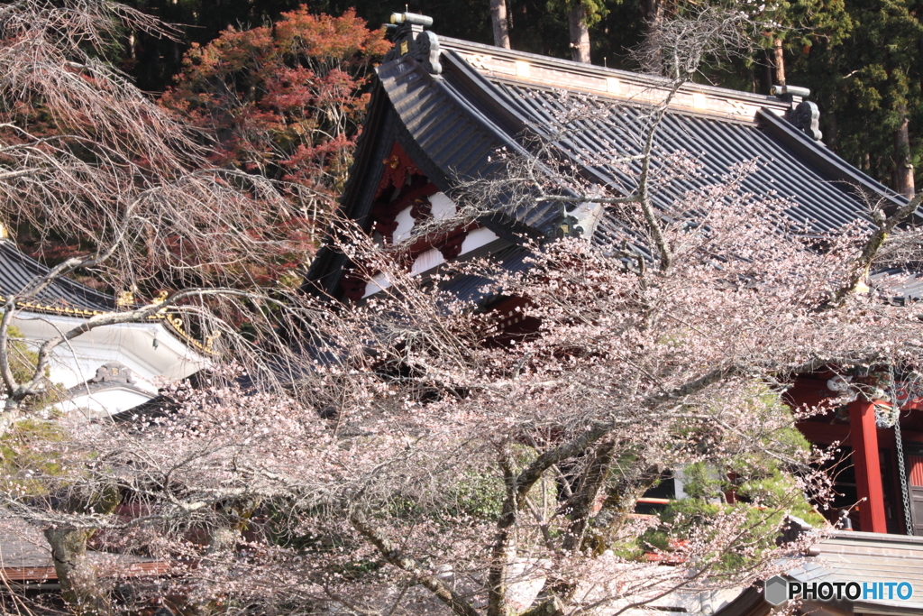 四季桜