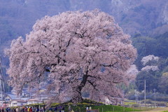 桜の咲く頃