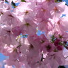八重さくら