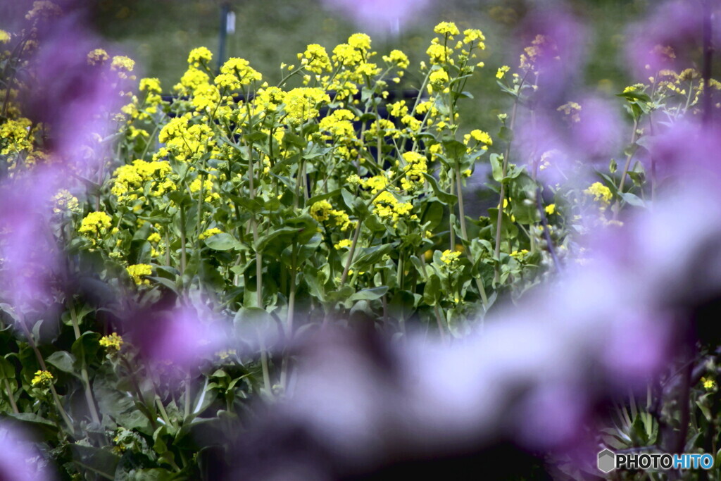 菜の花遊び