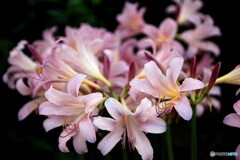 雨の日の花便り