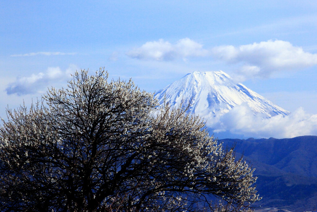 白梅と富士山