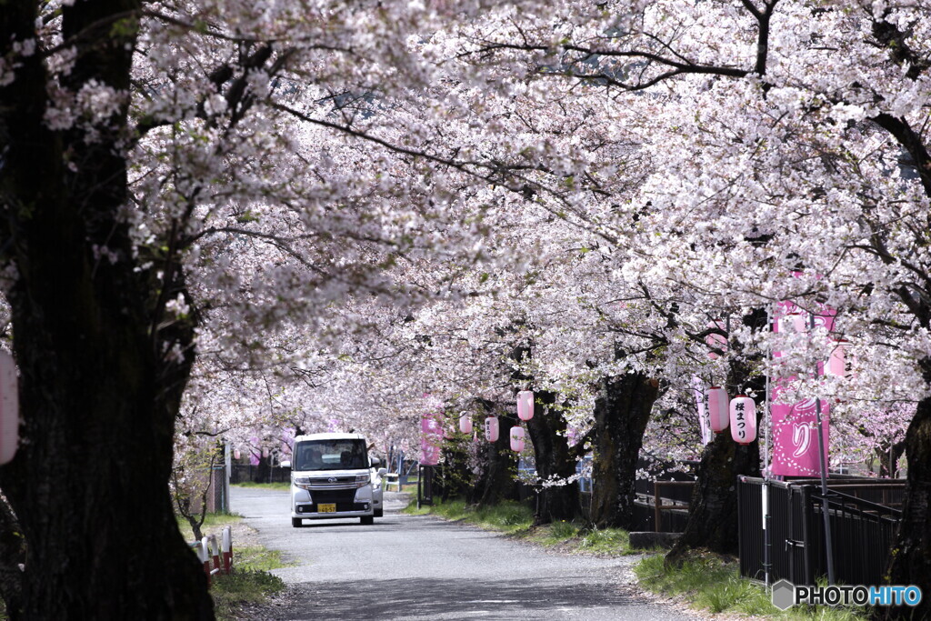 桜街道む