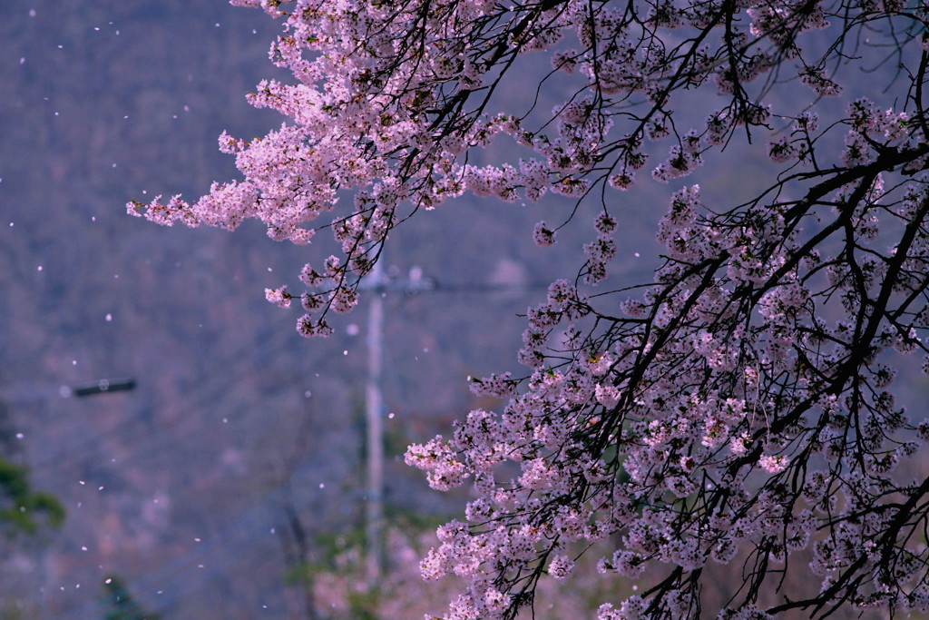 さよならの桜