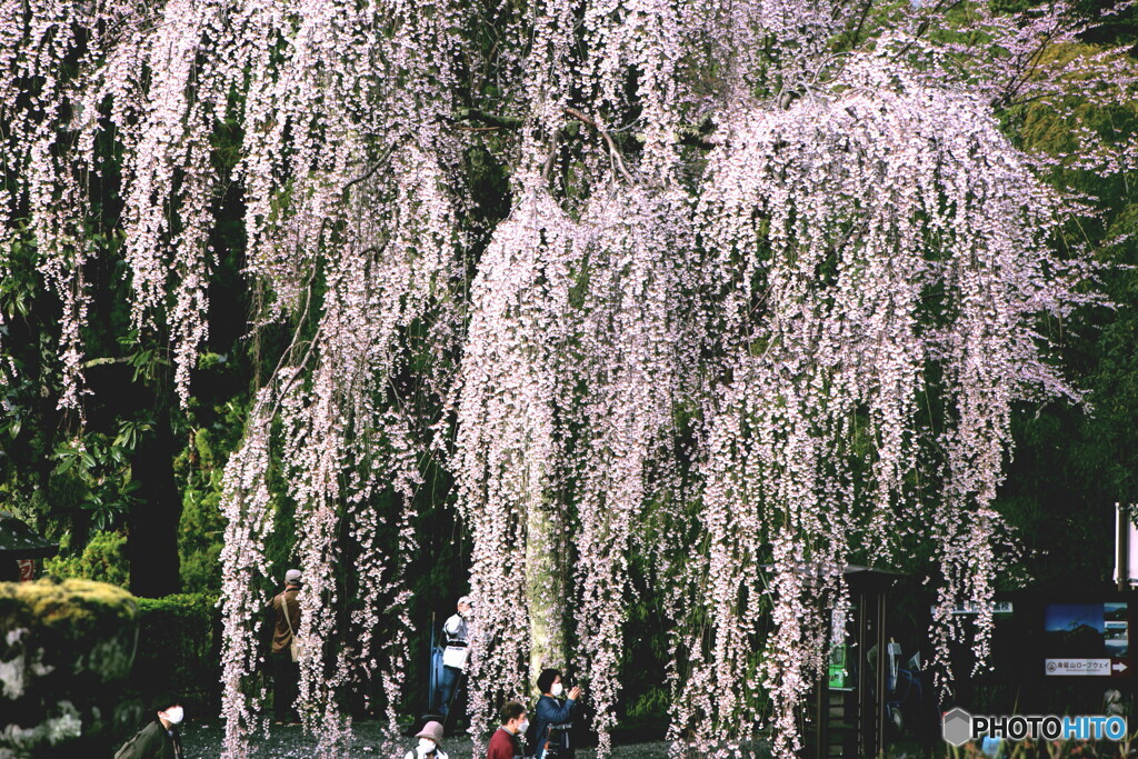 枝垂れ桜