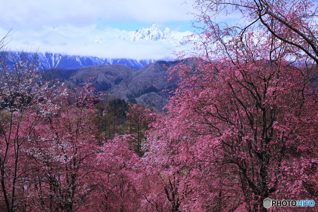 五竜岳に桜添え