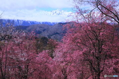 五竜岳に桜添え