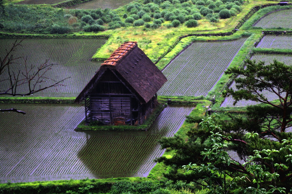 雨の朝　白川郷にて02