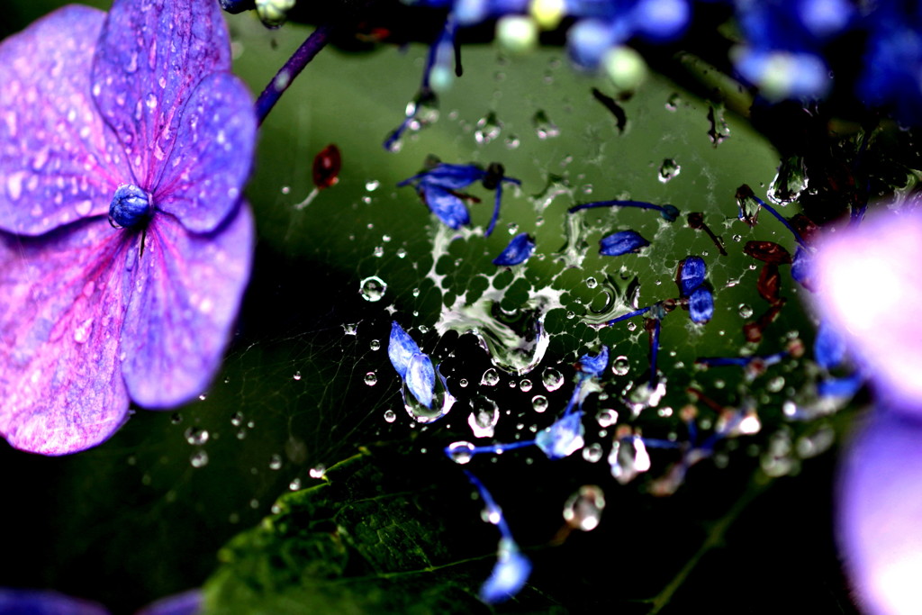 雨に散る花