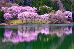 桜のほほえみ