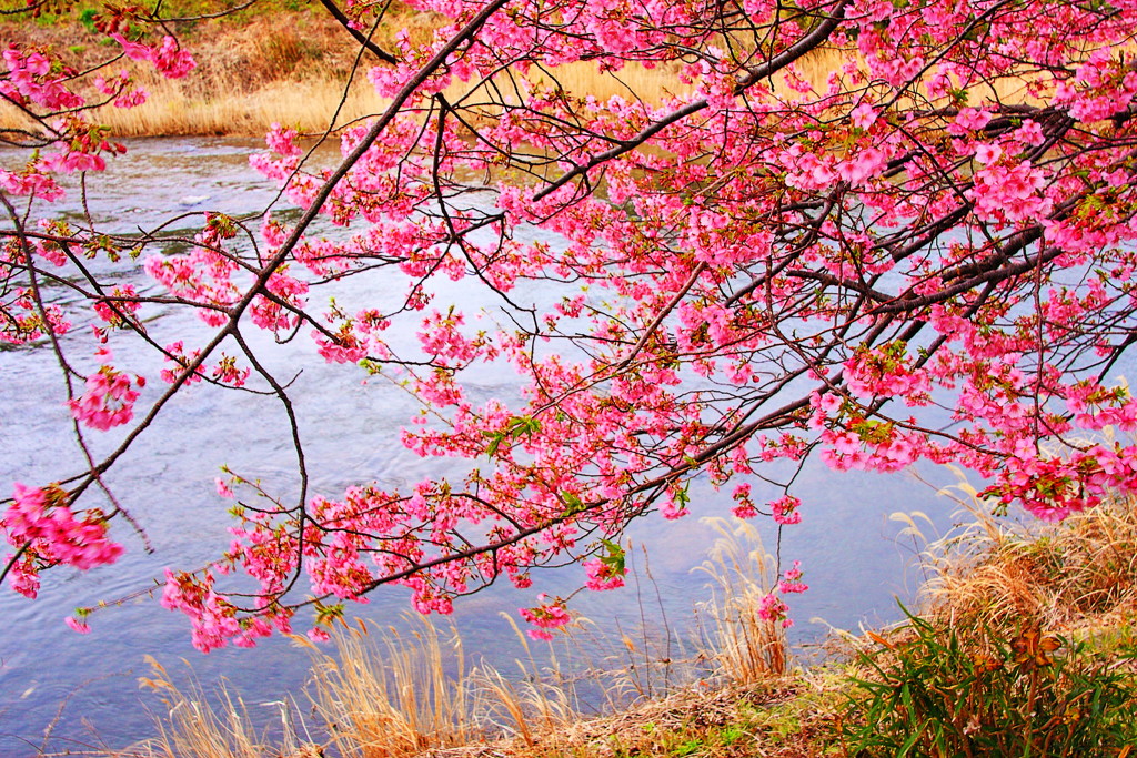 河津桜