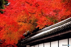 照秋