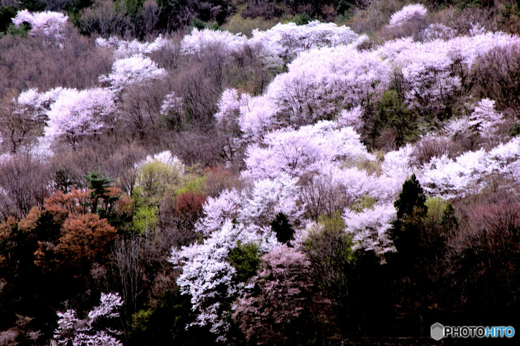 山燃える桜遠望